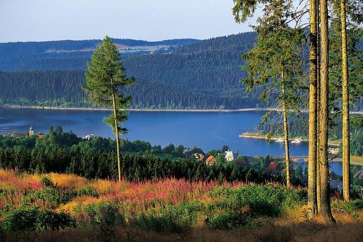 Schluchsee with pine forest