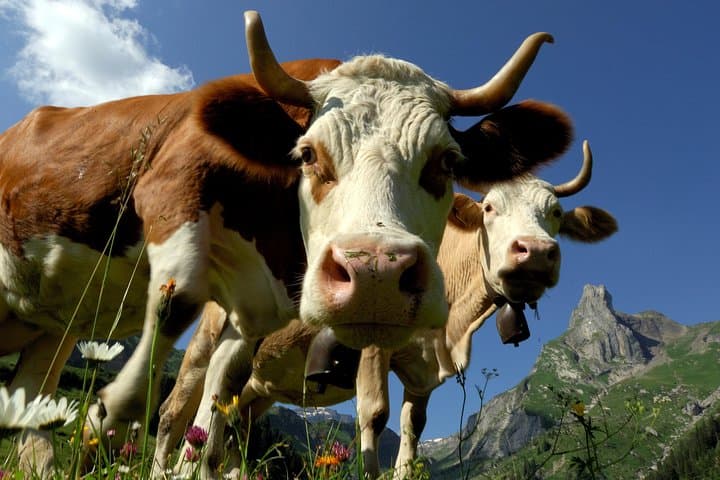 Eiger and Jungfrau Panorama Day Trip from Lucerne