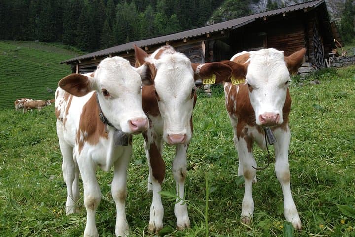Interlaken & Jungfrau private tour - Customized day tour with your local guide