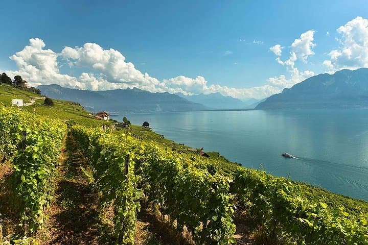 Swiss Wine Tasting at Lavaux Vineyards: Private Trip from Geneva