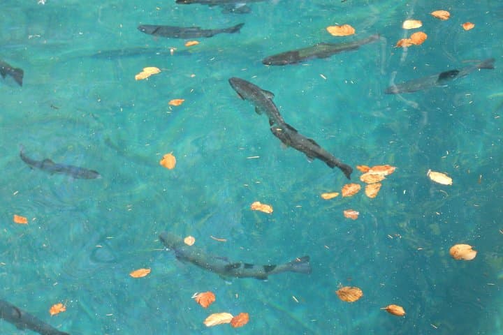 Lake Thun and Blausee Private Half-Day Tour from Interlaken