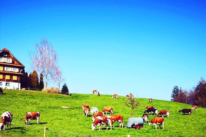 Cows grazing
