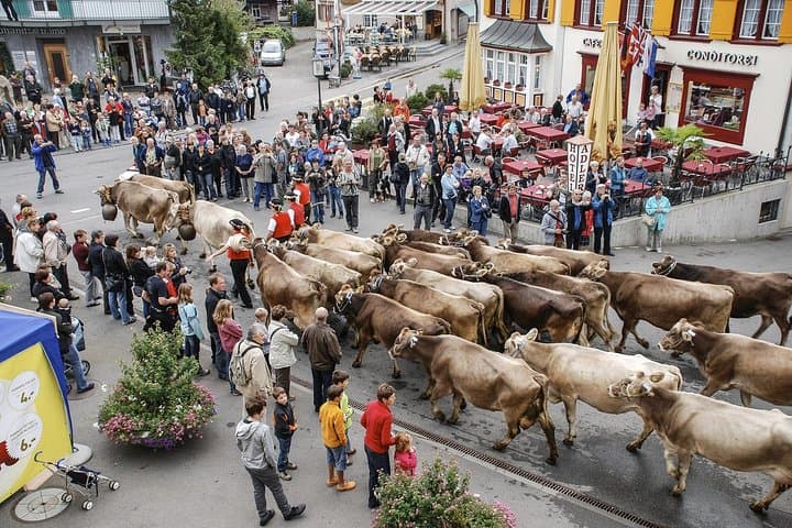Cows coming down from the Mountain in Appenzell