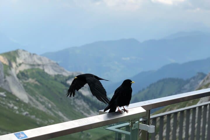 Mt. Pilatus & Lake Lucerne Cruise Small Group Tour | From Zurich