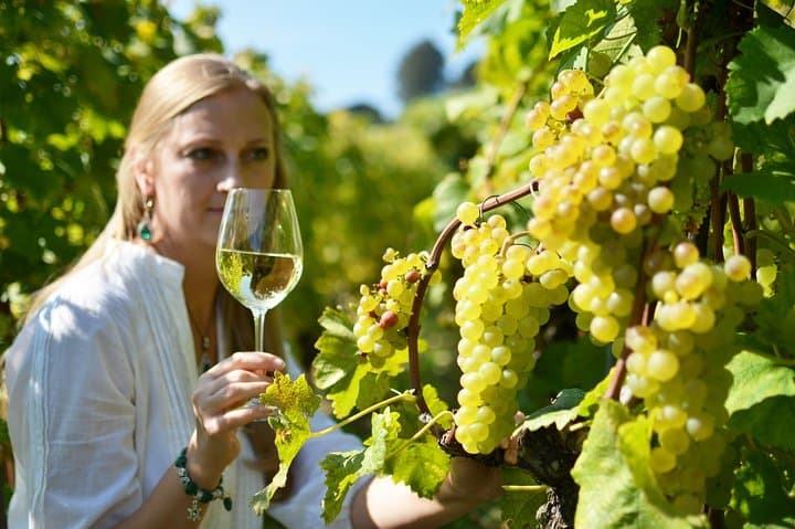 Swiss Wine Tasting at Lavaux Vineyards: Private Trip from Geneva