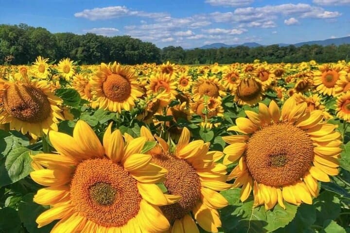 The fabulous scenery of Alsace.
