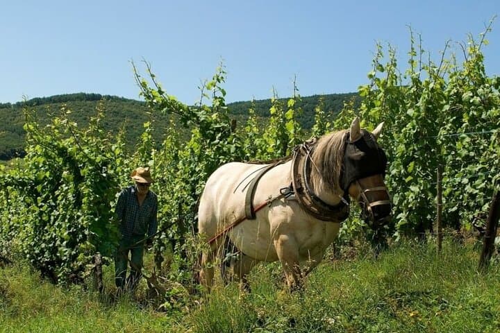 Traditional vineyard practices in Alsace.