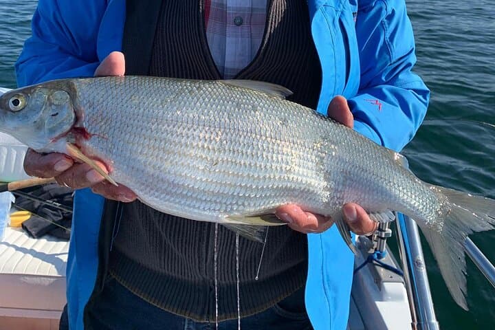 record whitefish
