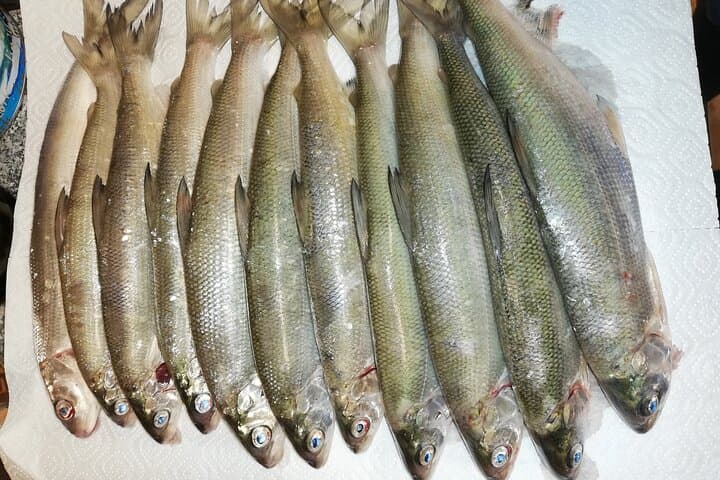 Catch of the day "Felchen"