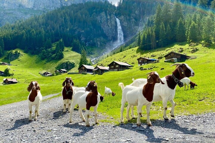 From Zurich: The most beautiful insider spots in Switzerland (private 1-day tour)