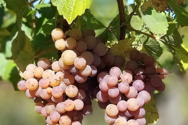 Visit exquisite vineyards on your wine tour to Baden-Württemberg