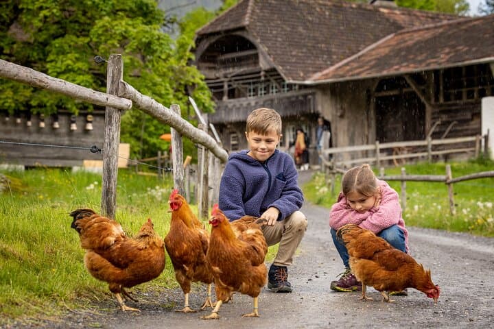 There are 200 farm animals to discover in the Ballenberg open-air museum.