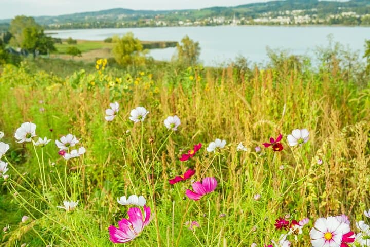 Zurich Nearby Farm Experience