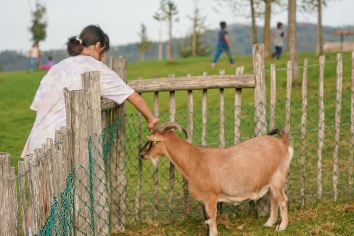 Zurich Nearby Farm Experience