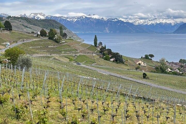 Gourmet Food and Wine Tasting Walk in Lavaux