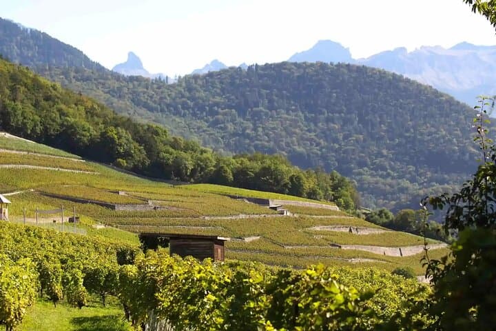 Lausanne Culinary Boat Trip & Vineyard Visit from Zurich