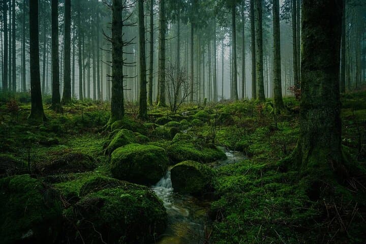 Black Forest