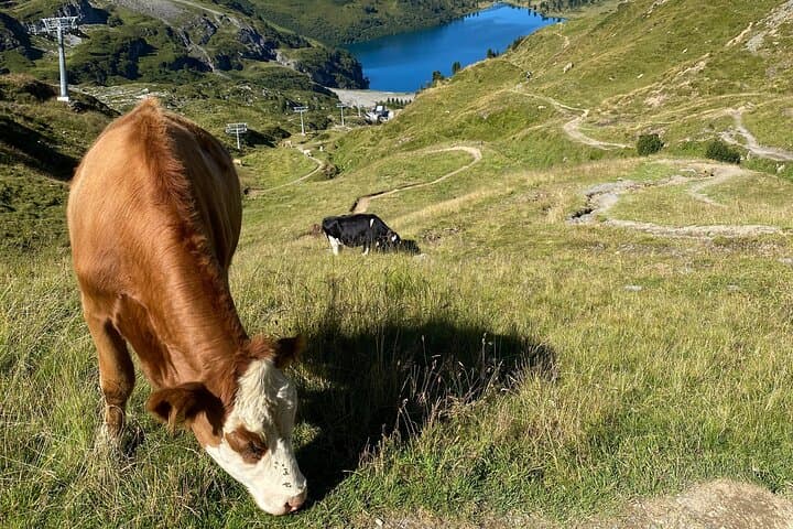 Via Alpina 8 Days Guided Hiking Trip in Swiss Alps