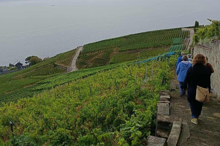 Great Wine Capital Lausanne, winetaste at Lavaux vineyards