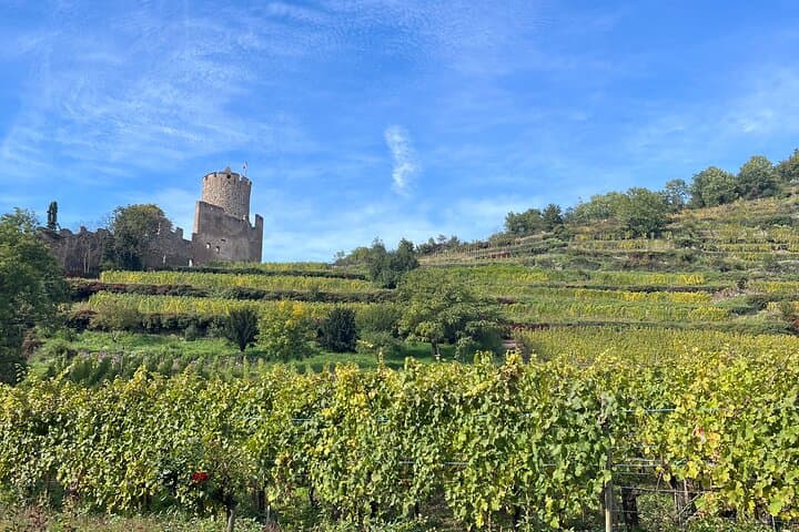 Alsace's Villages, Colmar and Castle Private Car Tour for 1-6