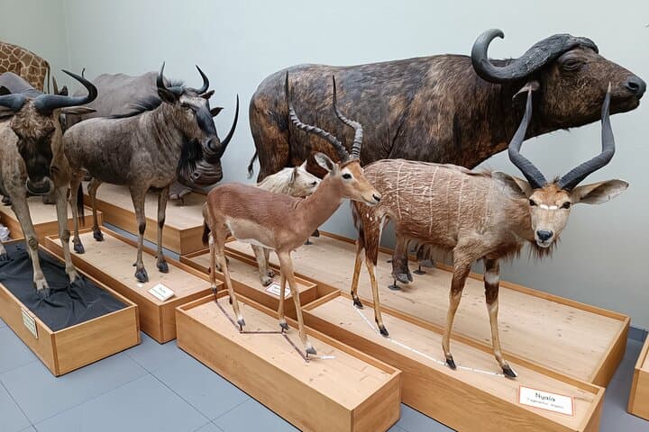 Naturéum (zoological museum) at Palais de Rumine