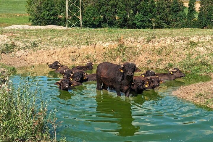Water buffalo love cooling off!