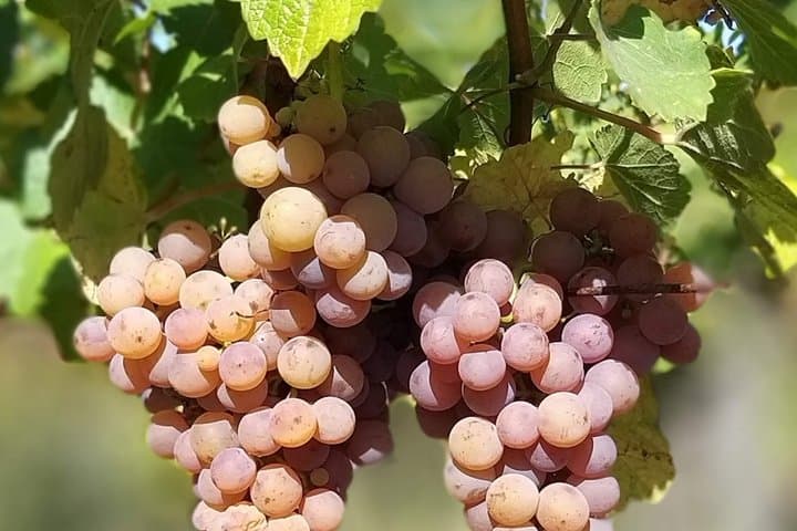 Icons of Alsace Wine Private Tour