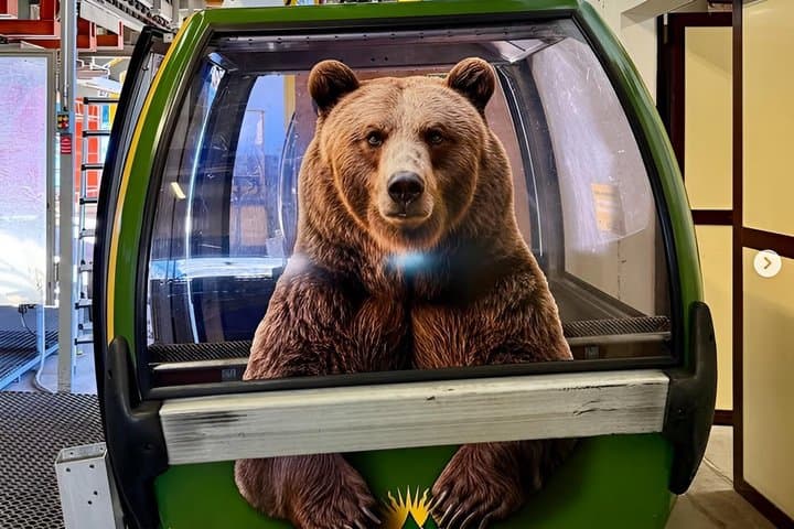 Arosa Bear Sanctuary Private Tour and Train Ride