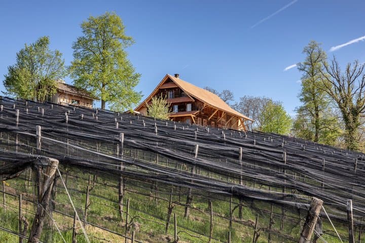 Lucerne Gourmet Tour Chocolate Experience & Vineyard Wine Tasting
