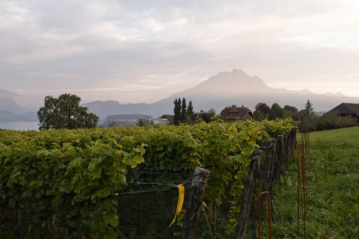 Lucerne Gourmet Tour Chocolate Experience & Vineyard Wine Tasting