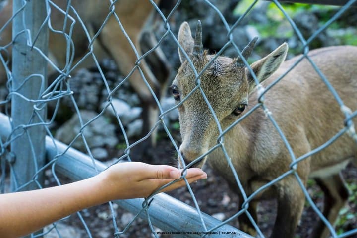 Forest Wildlife Park Hiking Tour from Hofstetten