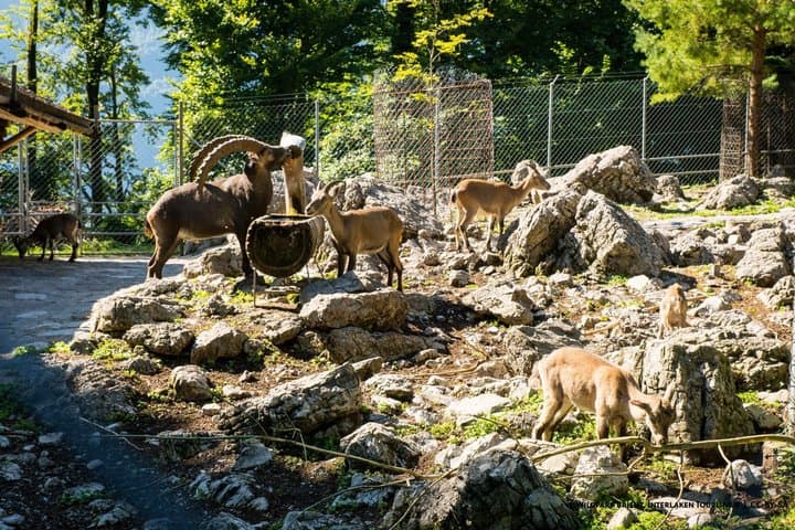 Forest Wildlife Park Hiking Tour from Hofstetten