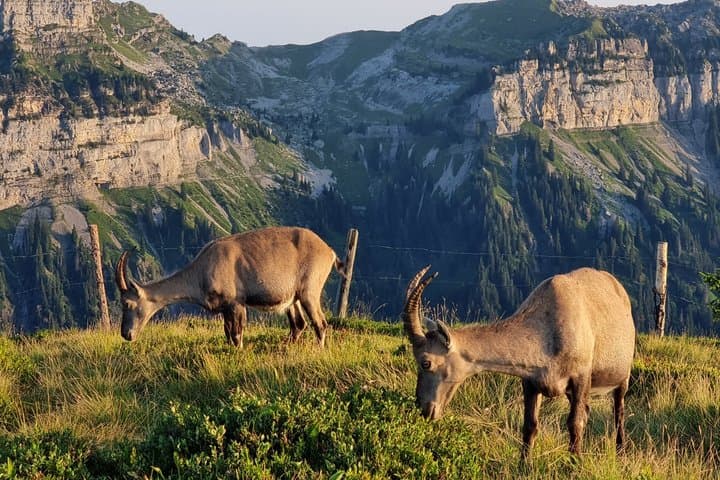 Guided Hiking Experience in Mürren Grindelwald and Interlaken