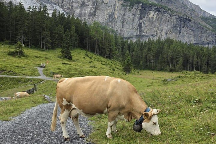 Swiss Alps Wonders Tour to Interlaken Blausee and Oeschinensee