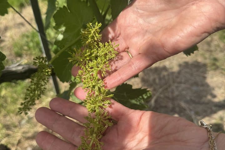 Private Lavaux Vineyard Tour with Wine Tasting and Scenic Views