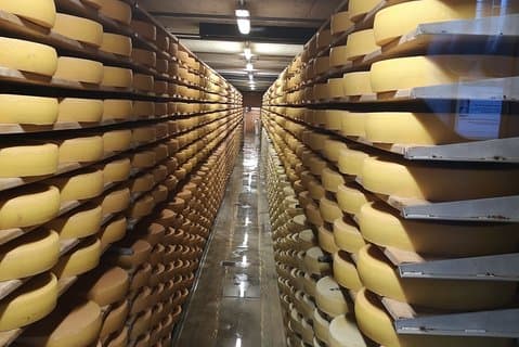 Cheese maturing