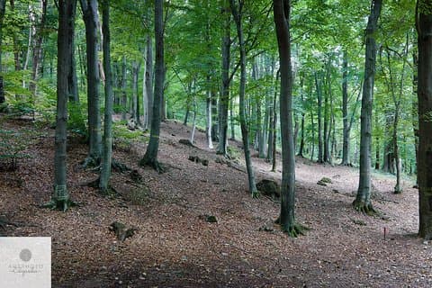 Photo Tour and Artworks in the Capriasca Redde Wood