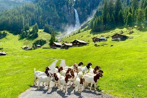 Natural Wonders of Switzerland: Private Day Tour from Zurich