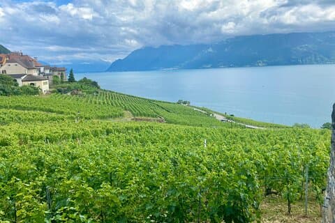 Gruyères, Cheese & Lavaux UNESCO Wine Private Tour | From Bern