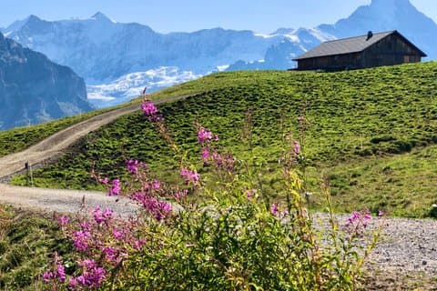 Swiss Alps Icons: Grindelwald & Lauterbrunnen Private Day Trip