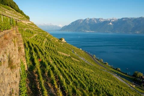 Lavaux UNESCO Vineyards and Tasting Private van from Montreux