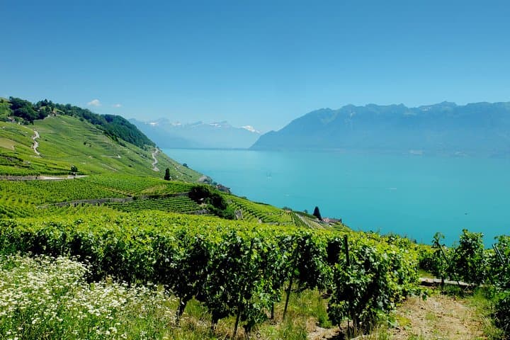 Lavaux