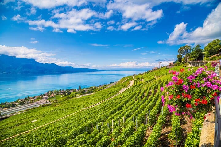 Wine Terrace in Lavaux