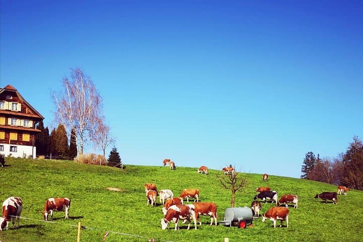 Cows on the Alp