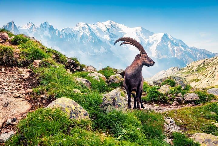 Private Trip from Geneva to Swiss Riviera Montreux & Chamonix