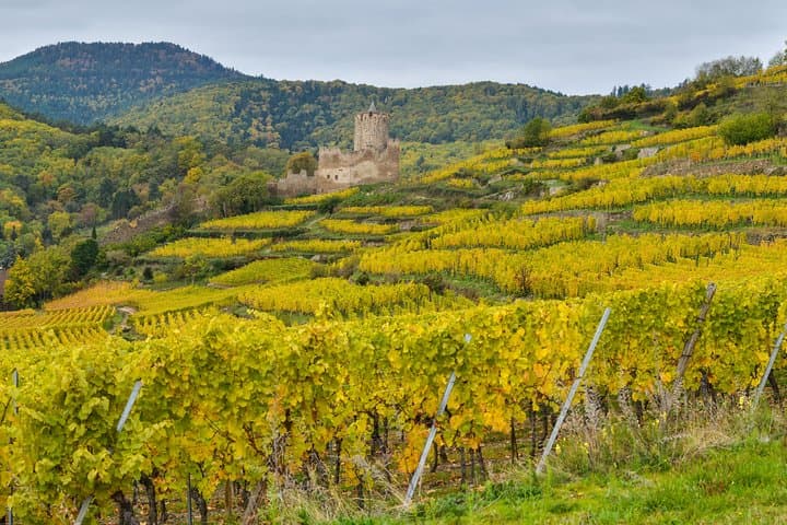 The Vine Tour from Lucerne (Private Tour)