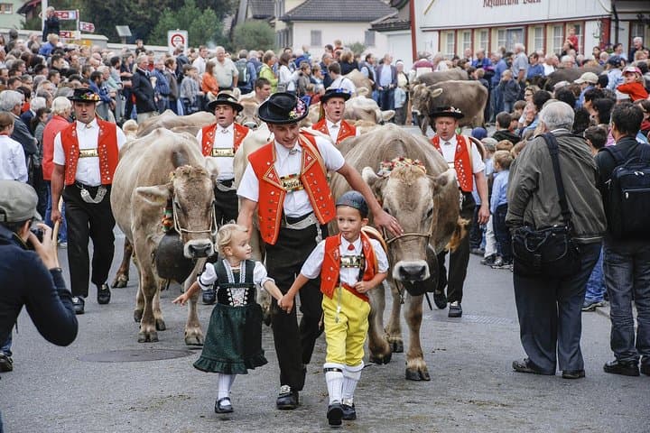 Cow Parade in Town