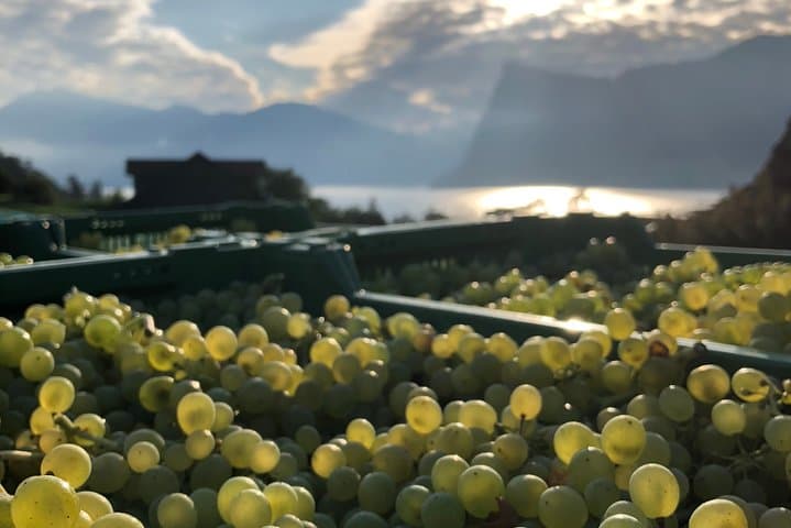 Cheese, Chocolate and Wine in the Bern Region from Luzern