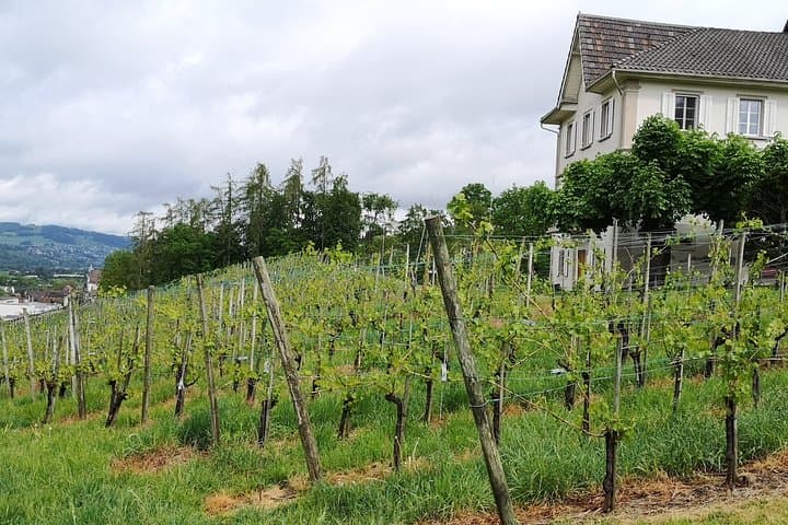 Vineyard
