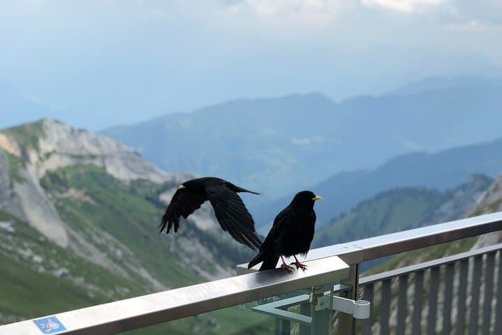Mt. Pilatus & Lake Lucerne Cruise Private Tour | From Lucerne